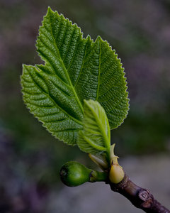 Makros (1 von 3).jpg