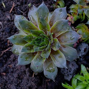 Makros (2 von 3).jpg