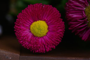 Makros (3 von 3).jpg