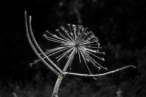 Taenzerin_comp Kopie Kopie.jpg