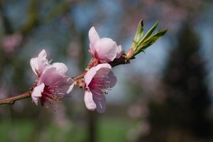 SDIM0289-bearbeitet.jpg SDIM0289-bearbeitet.jpg