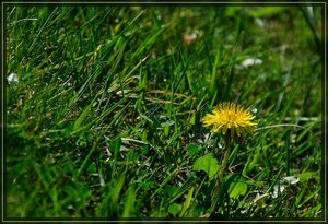 Unkraut-SD15 - SDIM3346_1.jpg