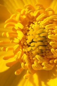 raynox_DSC1390.jpg raynox_DSC1390.jpg