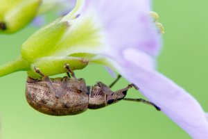 raynox_DSC1399.jpg raynox_DSC1399.jpg