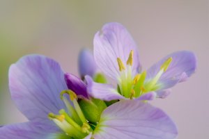 raynox_DSC1404_1.jpg raynox_DSC1404_1.jpg