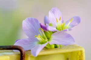 raynox_DSC1404.jpg raynox_DSC1404.jpg