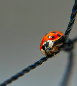 comp_katica vágva élesítve_1.jpg