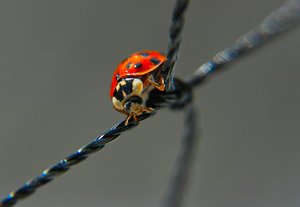 comp_katica 5 vágva élesítve.jpg