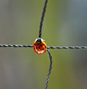 comp_katica 6 vágva.jpg