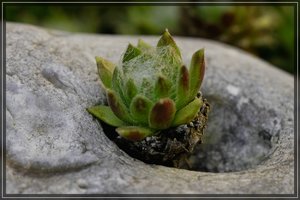 Pflanze-SD10 - IMG05688.jpg