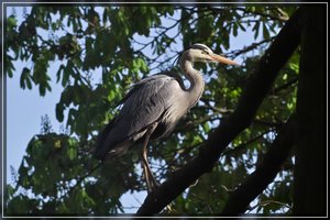 Lauer-SD15 - SDIM3596.jpg