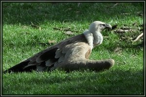 Lauer-SD15 - SDIM3605.jpg