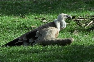 Geier-SD15 - SDIM3605.jpg