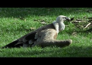 Geier-SD15 - SDIM3605-1.jpg