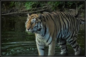 Zoo-SD15 - SDIM3650.jpg