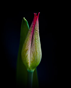 TULP  (1 von 1).jpg