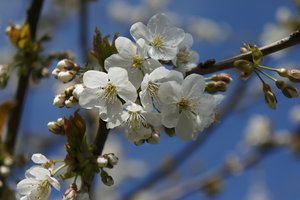 Kirschblüten-b.jpg