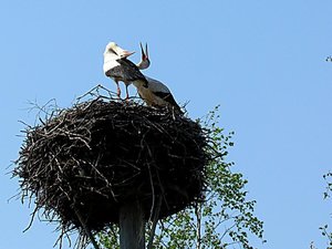 th_storch 1.jpg th_storch 1.jpg