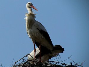 th_storch2.jpg th_storch2.jpg