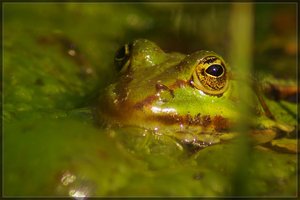 frog.jpg