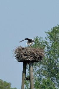 storch_DSC1625.jpg