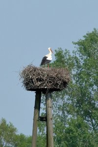 storch_DSC1630.jpg