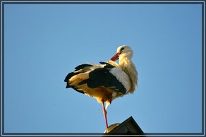Storch-SD14 - SDIM2017.jpg