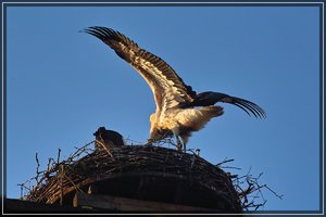 Storch-SD14 - SDIM2025.jpg