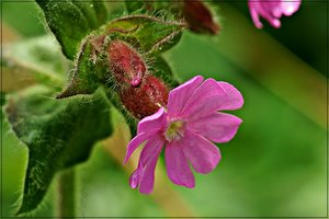 Frühlingserwachen 01.JPG