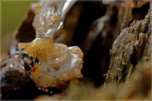 Frühlingserwachen 02.JPG