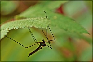 Frühlingserwachen 04.JPG