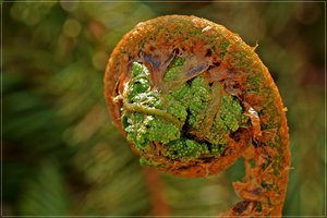 Frühlingserwachen 05.JPG