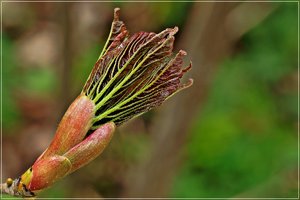 Frühlingserwachen 06.JPG