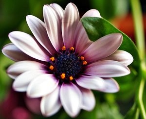 comp_rózsaszín 1_1.jpg