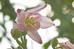 bluete_4_1.jpg bluete_4_1.jpg