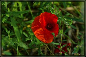 Mohn-SD14 - SDIM6420_1.jpg