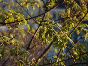 comp_P4300122.jpg comp_P4300122.jpg