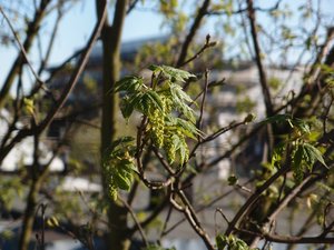 comp_P4300048.jpg comp_P4300048.jpg