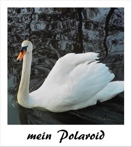 mein Polaroid.JPG