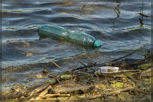 Treibgut-SD15 - SDIM4795.jpg