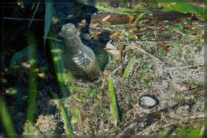 Treibgut-SD15 - SDIM4805.jpg