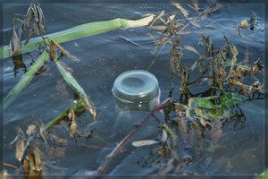 Treibgut-SD15 - SDIM4808.jpg