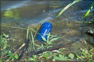 Treibgut-SD15 - SDIM4816.jpg