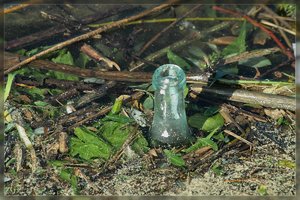 Treibgut-SD15 - SDIM4825.jpg