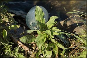 Treibgut-SD15 - SDIM4809.jpg