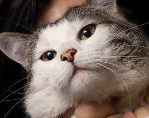 Kater1.jpg Kater1.jpg