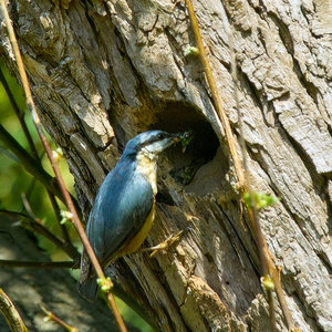 kleiber4.jpg kleiber4.jpg