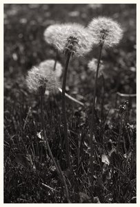 loewenzahn_kl_rt_gp.jpg loewenzahn_kl_rt_gp.jpg