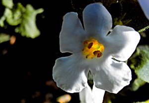 Kleine Blüte_bearbeitet-1.jpg