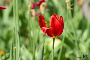 Tulpen01.jpg